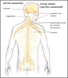Centrale zenuwstelsel